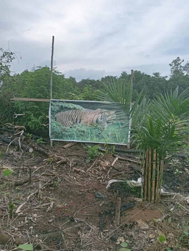 Tiga Cara ini Efektif Mengusir Monyet dari Kebun Sawit