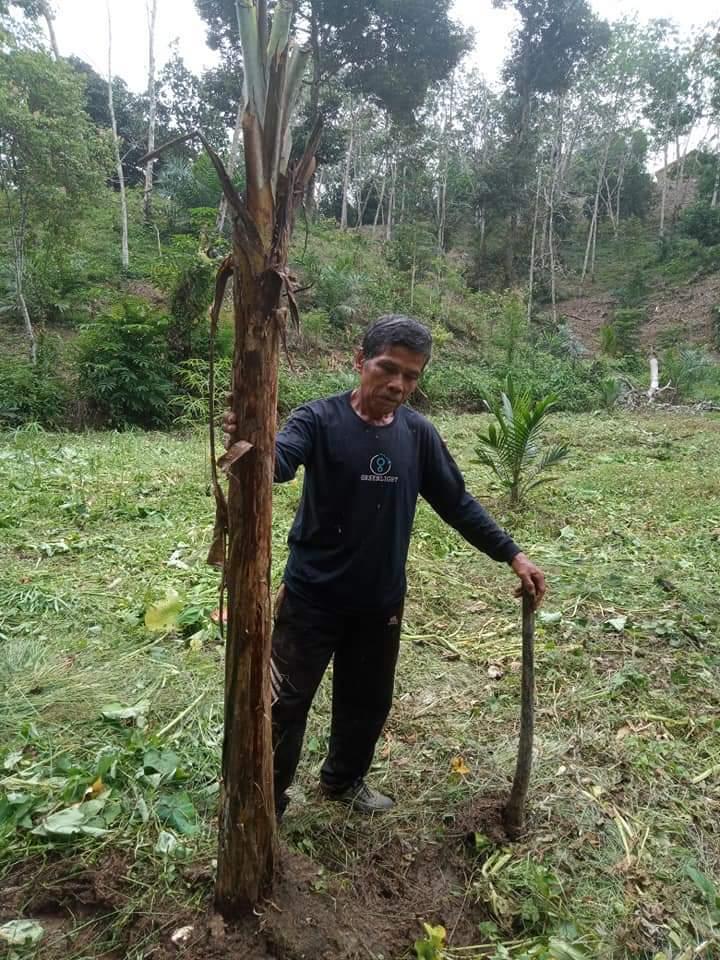 Tumpang Sari Pisang di Kebun Sawit, Hasilnya Menggiurkan