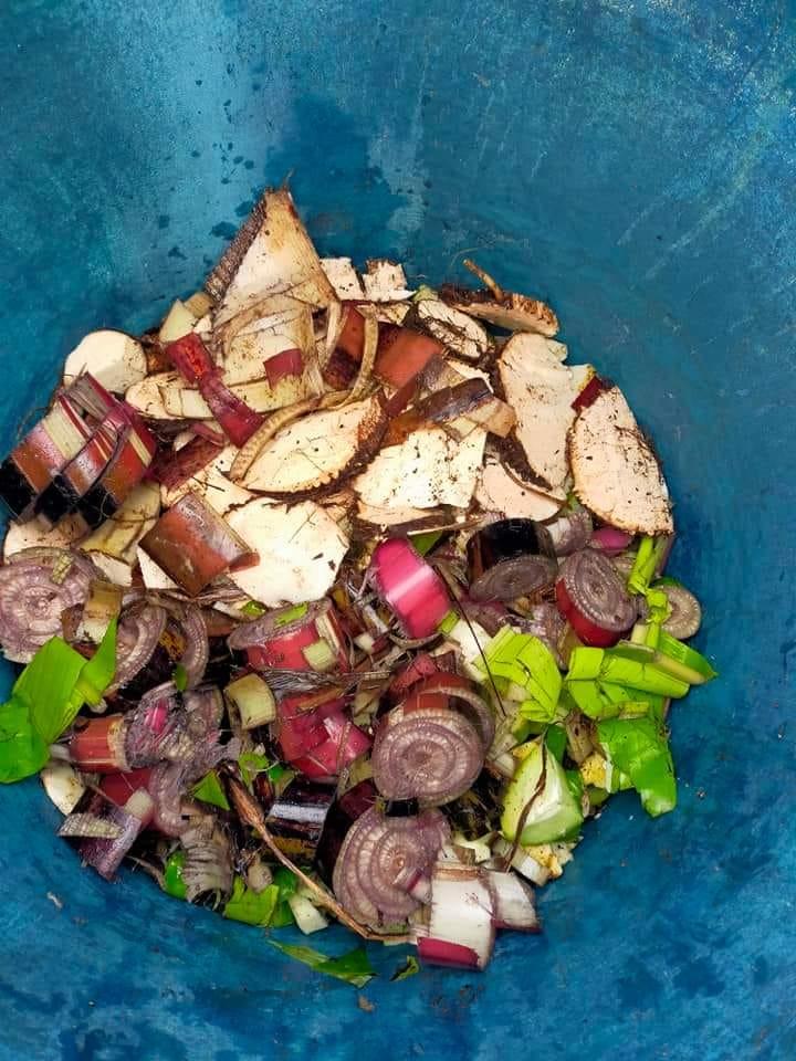 Begini Cara Mengolah Batang Pisang Menjadi Pupuk Organik untuk Sawit