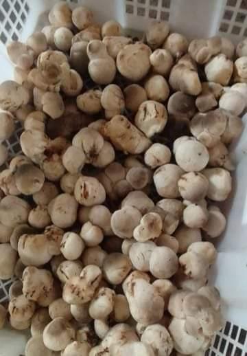 Jamur Sawit Bisa Jadi Penghasilan Tambahan Bagi Petani