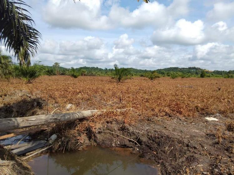 Kalau Mau Dapat Bantuan, Jangan Berkebun Sawit di Lahan Gambut