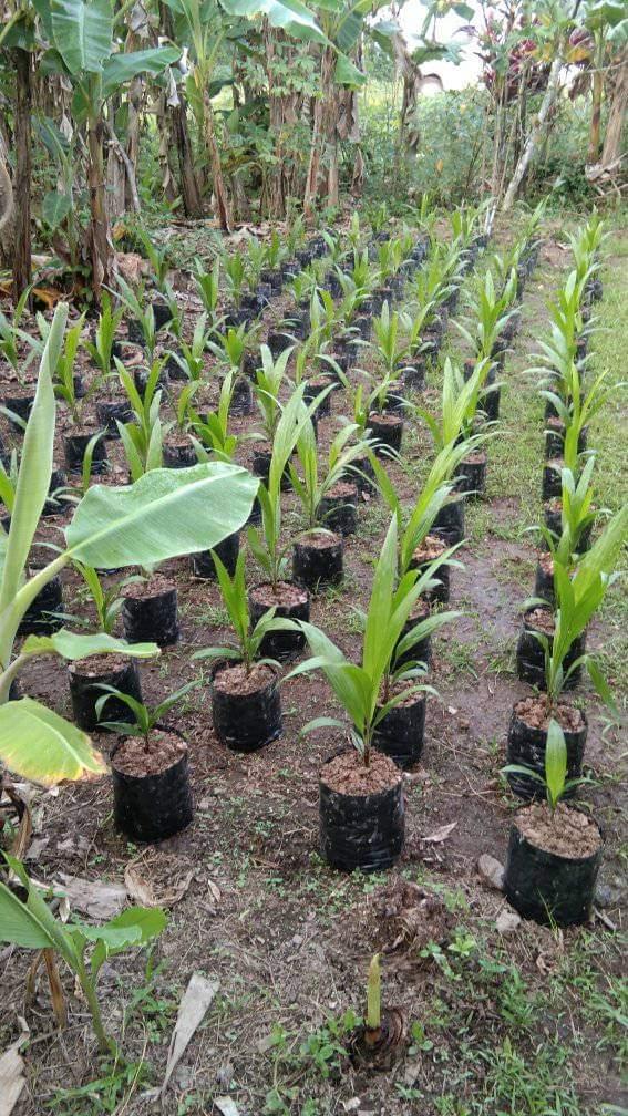Ketimbang Bibit Unggul, Petani Pilih Beli Beras