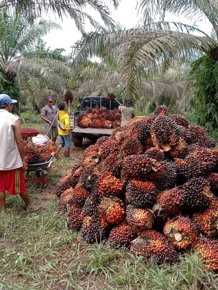 Petani Dukung Harga CPO Indonesia 