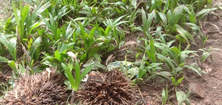 Petani Sawit Diingatkan Jangan Sepele dengan Jadwal Panen