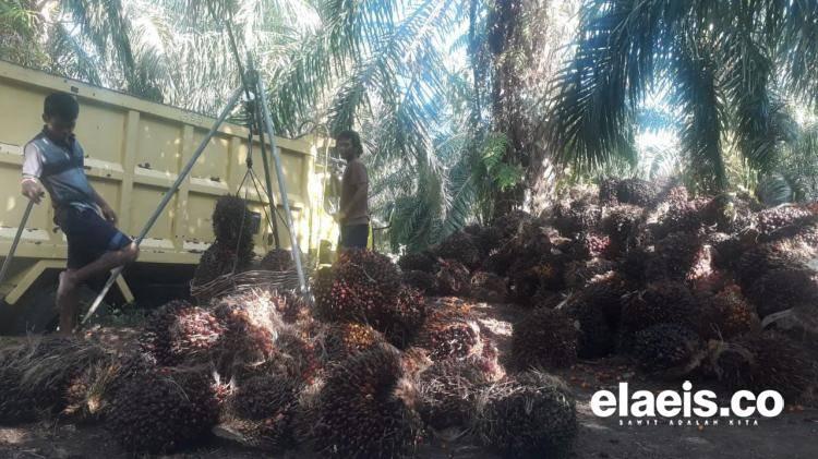 Komitmen Tentukan Harga CPO Sendiri, Sektor Perkebunan Sawit Indonesia Harus Kuat