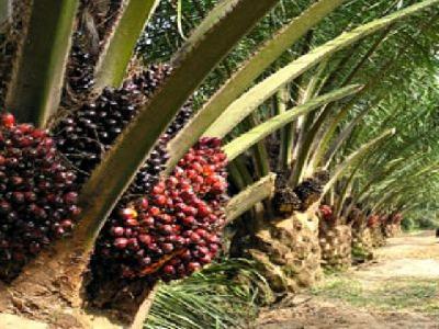 PSR Adalah Jaminan Keberlanjutan Sawit Indonesia