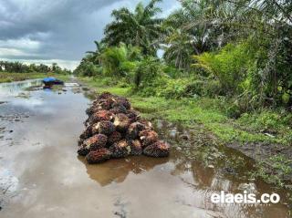 Yah, Harga Sawit Riau Rontok 1,52% di Awal Tahun