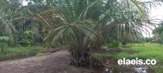 Izin Delapan PKS di Pasaman Barat Terancam Dicabut, Begini Kata GAPKI