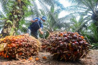 Harga CPO Takkan Seperti Maret 2022