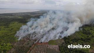 KLHK Menang Lawan Perusahaan Sawit di Kalsel soal Karhutla 1.500 Hektare