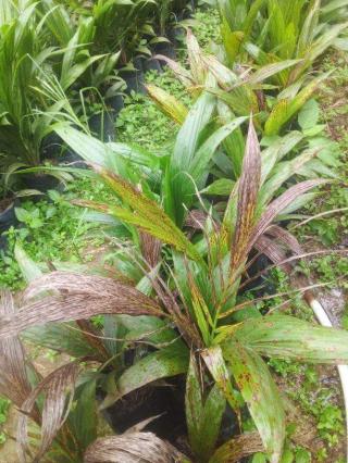 Waspadai Penyakit Bercak Daun pada Bibit Kelapa Sawit