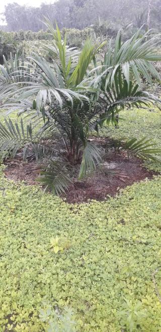 Petani Sawit Disarankan Perbanyak Arachis di Kebunnya