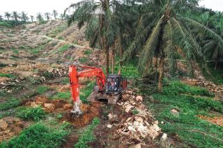 Realisasi Rendah, Diharapkan Lebih Banyak Petani Ikut PSR