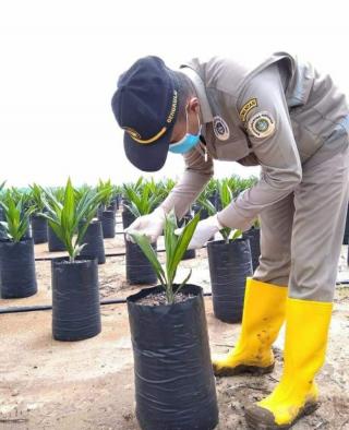 Tak Ada yang Lain, Cuma ini Solusi untuk Mengatasi Sawit Jantan