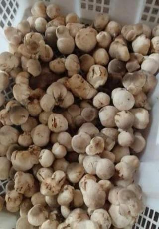 Jamur Sawit Bisa Jadi Penghasilan Tambahan Bagi Petani