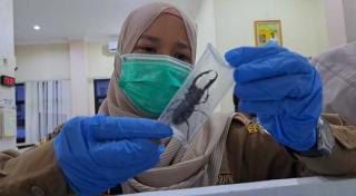 Ratusan Kumbang Tanduk dari Pedalaman Kalsel Dikirim ke Surabaya, Buat Apa?