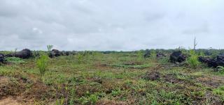 Replanting Mandiri, Petani Sawit ini Habis Ratusan Juta