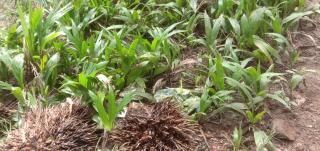 Petani Sawit Diingatkan Jangan Sepele dengan Jadwal Panen