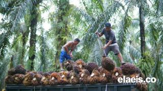 Soal Harga Pembelian TBS Petani, Gubernur Syamsuar Ingatkan 285 Perusahaan Sawit di Riau 