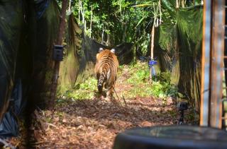 Petani Siak Temukan Jejak Kaki Harimau di Kebun Sawit 