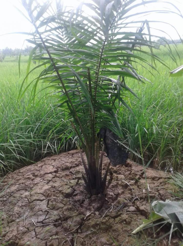 Petani Dilarang Tanam Kelapa Sawit di Sawah