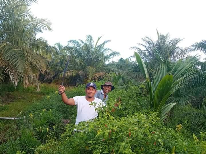 Hasilnya Menggiurkan, Petani Sawit Diajak Tanam Cabai