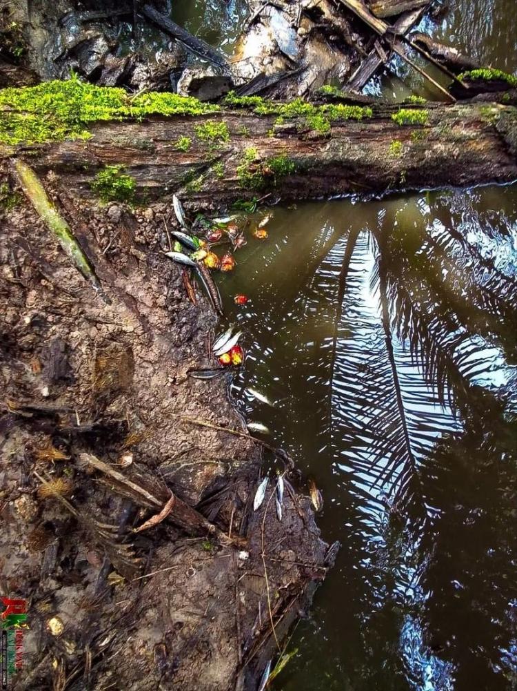 Limbahnya Diduga Cemari Sungai, Warga Demo PKS Wilmar Group