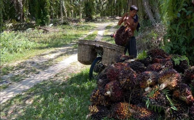 Petani Sawit Bengkulu Darurat Pupuk Kimia