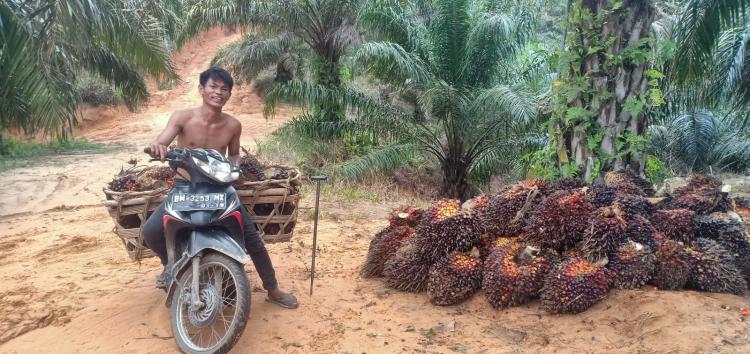 Harga TBS Petani Swadaya Melejit, di Ram Naik Rp 390