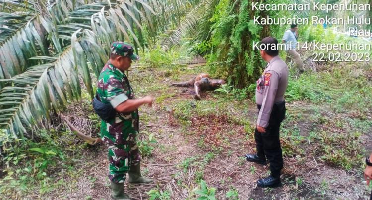Pencari Brondolan Temukan Mayat di Kebun Sawit