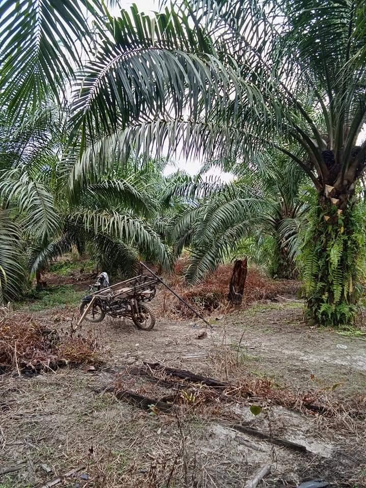 Produksi Sawit di Bengkulu Turun, Dua Hal ini Penyebabnya