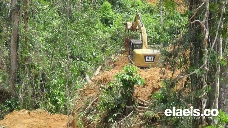 Ingatkan Perusahaan Sawit, DLHK Bengkulu: Jangan Rambah Hutan, Lakukan Reboisasi 