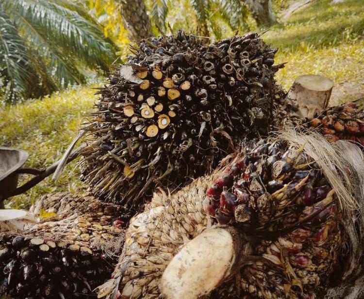 Ingatkan Petani Sawit, TPHP Bengkulu: Panen lah Tepat Waktu, Biar tak Rugi!