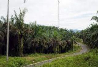 Ongkos Angkut Mahal, TBS di Limapuluh Kota Hanya Dihargai Rp1.600/Kg