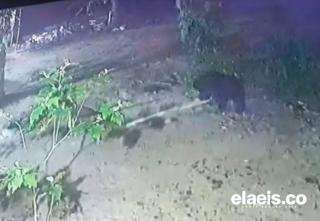 Terekam Kamera Pemantau, Beruang Madu Keluar Masuk Kebun Sawit Warga di Rohil