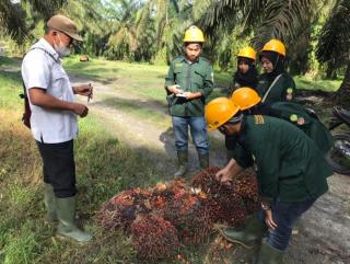 Calon Planter Serap Ilmu Panen Sawit di Perusahaan Pelat Merah