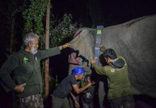 Minimalisir Interaksi Negatif dengan Manusia, Tiga Gajah Liar Dipasangkan GPS Collar