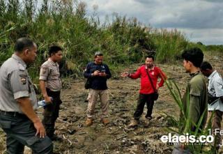 Warga Rohil Terkejut Lihat Harimau Muncul di Dekat Perkebunan Sawit 