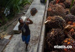 Turun Tipis, Sawit di Kalbar Dibandrol Rp2.351,61/Kg