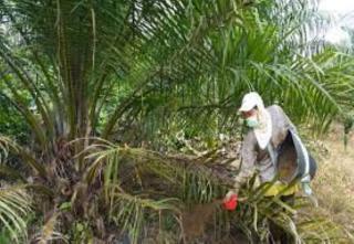 Harga Pupuk Sedikit Turun, Petani Sawit Ini Mengaku Terbantu
