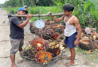 Mulai Naik, tapi Harga TBS di Kawasan Ini masih Rp1.700/Kg