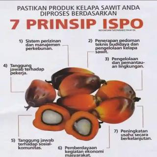 Banyak Petani Sawit Belum Kantongi ISPO, Pemerintah Diminta Beri Kelonggaran