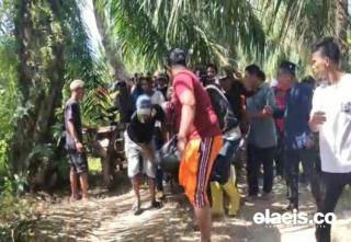 Ngeri! Ada Buaya Dekat Perkebunan Sawit di Bantayan Rohil, Seorang Warga Tewas Diterkam 