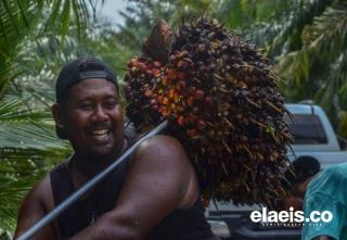 Harga TBS di Sumsel Naik Rp41,69/Kg