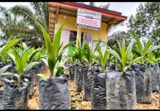 Antrian Bibit Unggul Kelapa Sawit Sudah Mulai Longgar di Kalsel