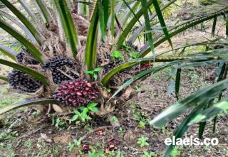 Ketua Aspekpir Kalbar Sebut Kebun Pola PIR Perlu Dipertahankan