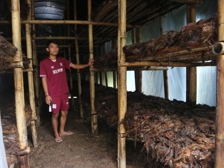 Budidaya Jamur dengan Media Jankos, Omzetnya Rp 5 Juta Sebulan