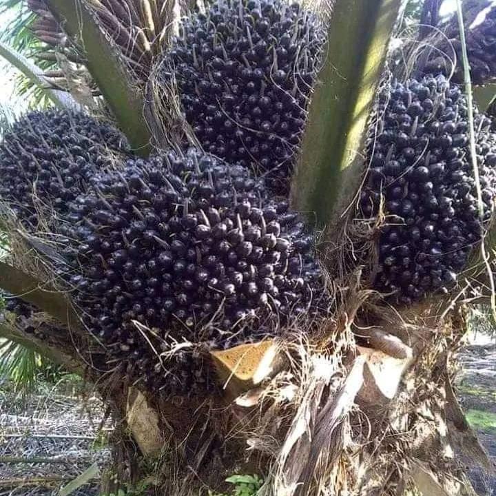 Petani Gunakan Micin Atasi Trek