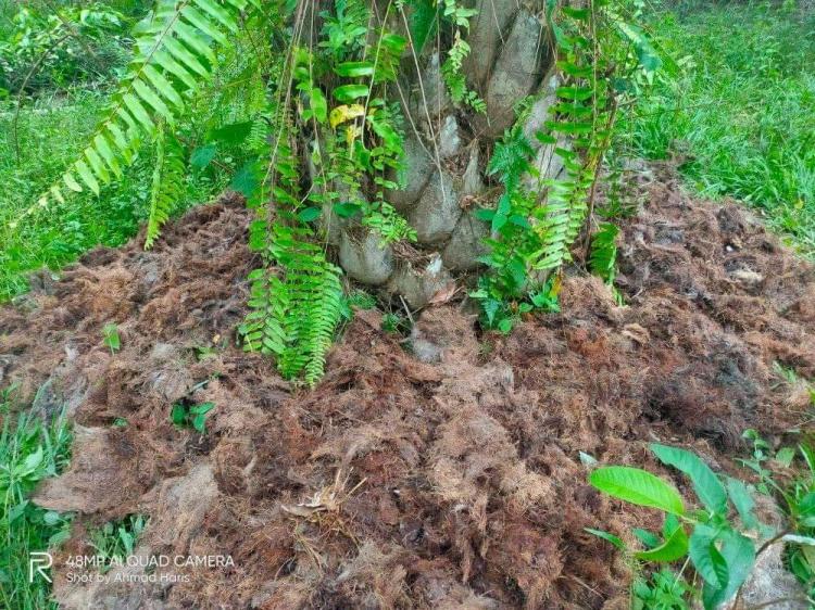 PT CBS Saban Bulan Bagikan Jankos Gratis ke Petani