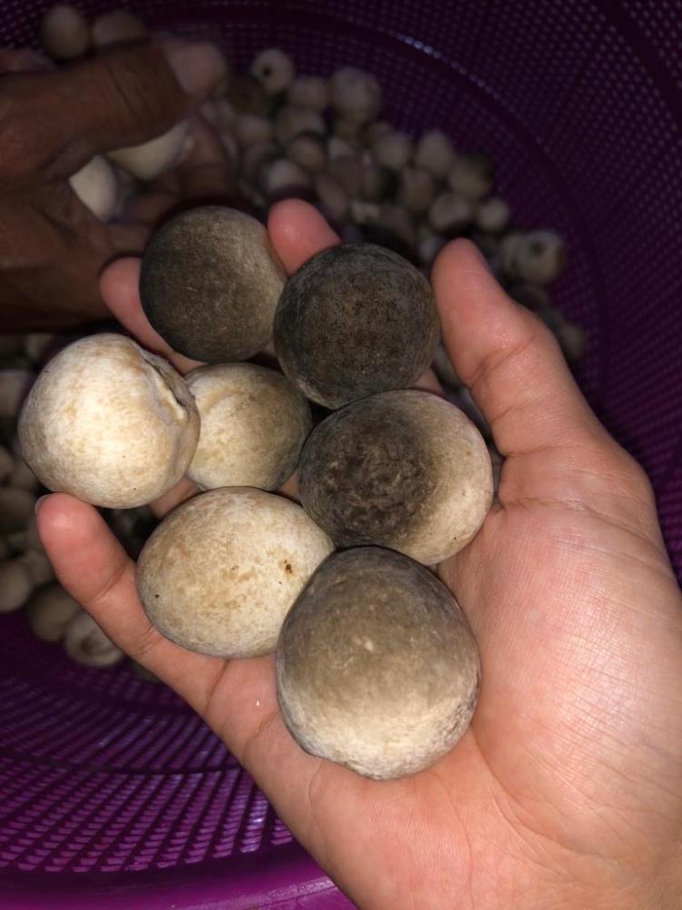 Jamur Sawit Dimanfaatkan Jadi Penganan dan Pengganti Daging